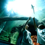 06_Acuario
