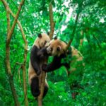 panda